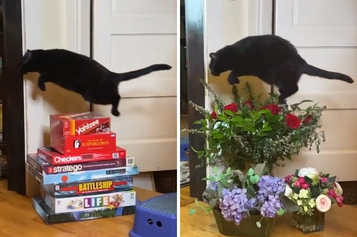 This Cat Leaps Into The Air Each Time She Goes Over This Exact Same Spot In The House