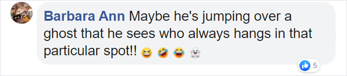 This Cat Leaps Into The Air Each Time She Goes Over This Exact Same Spot In The House