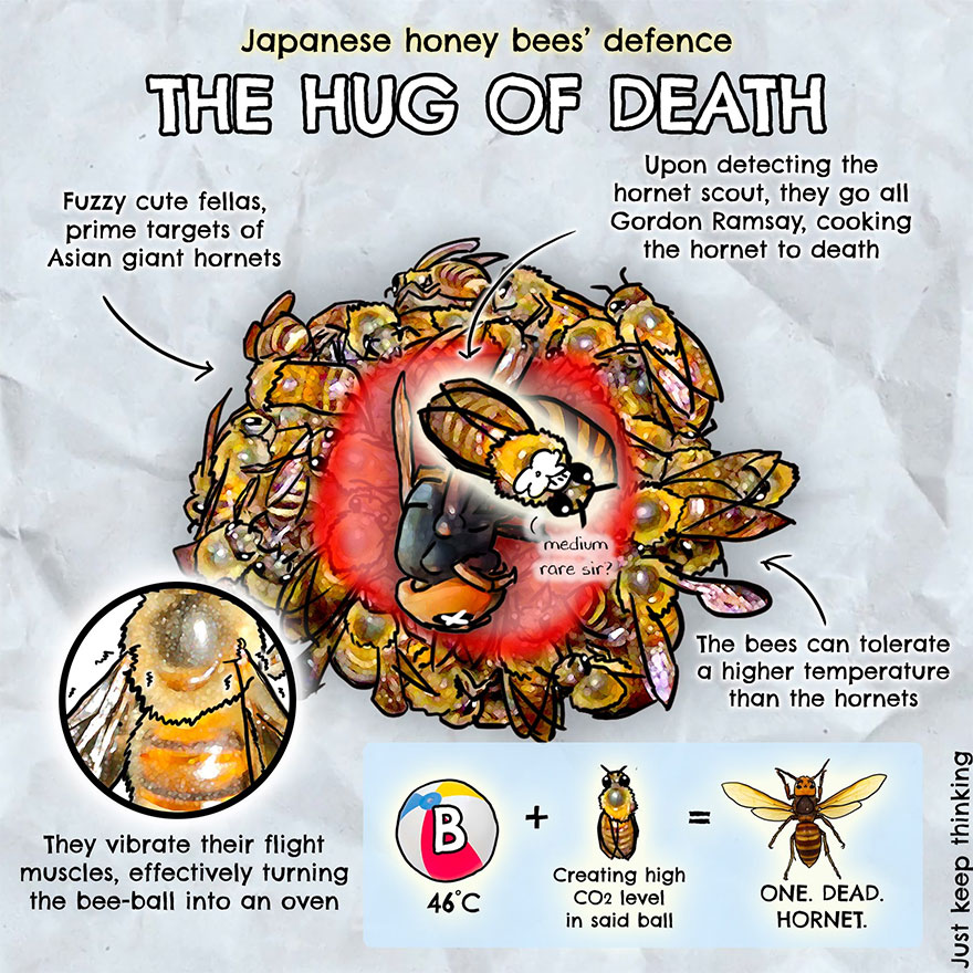 30 Beautifully Illustrated Facts That Show How Incredible Our World Is 30 Beautifully Illustrated Facts That Show How Incredible Our World Is