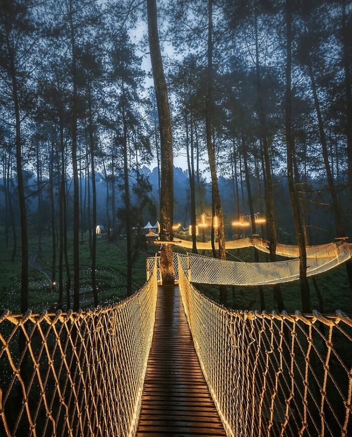 This Forest In Indonesia Is Home To A Magical Bridge Of Lights Suspended Among Trees This Forest In Indonesia Is Home To A Magical Bridge Of Lights Suspended Among Trees