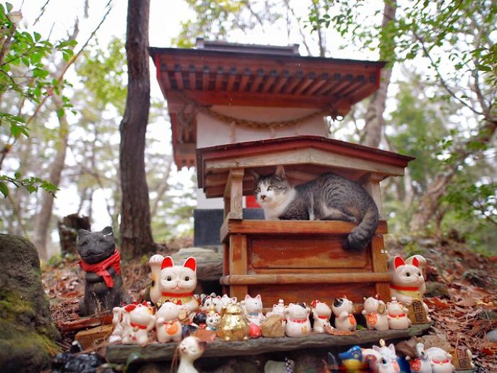 People Can’t Get Enough Of These Pics Capturing Cats Taking Shelter From The Rain Under A Sacred Japanese Cat Shrine People Can’t Get Enough Of These Pics Capturing Cats Taking Shelter From The Rain Under A Sacred Japanese Cat Shrine