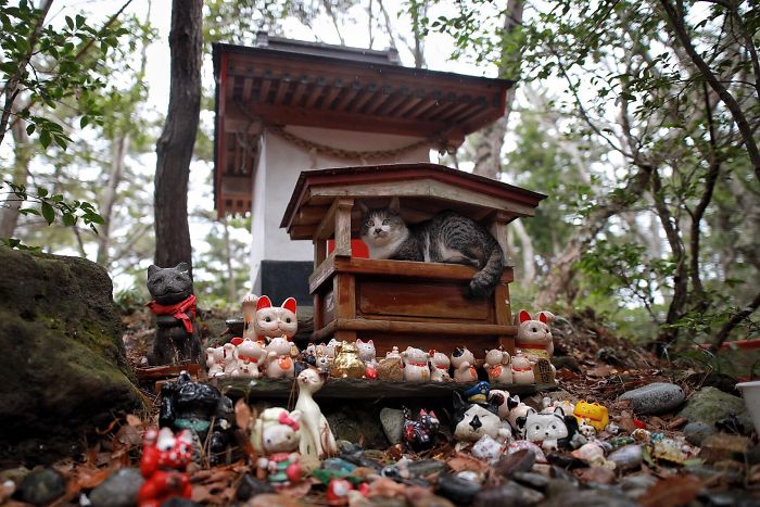 People Can’t Get Enough Of These Pics Capturing Cats Taking Shelter From The Rain Under A Sacred Japanese Cat Shrine People Can’t Get Enough Of These Pics Capturing Cats Taking Shelter From The Rain Under A Sacred Japanese Cat Shrine