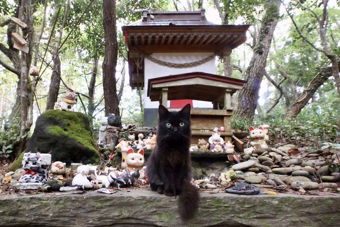 People Can’t Get Enough Of These Pics Capturing Cats Taking Shelter From The Rain Under A Sacred Japanese Cat Shrine People Can’t Get Enough Of These Pics Capturing Cats Taking Shelter From The Rain Under A Sacred Japanese Cat Shrine