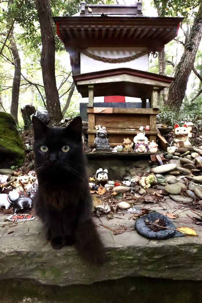People Can’t Get Enough Of These Pics Capturing Cats Taking Shelter From The Rain Under A Sacred Japanese Cat Shrine People Can’t Get Enough Of These Pics Capturing Cats Taking Shelter From The Rain Under A Sacred Japanese Cat Shrine