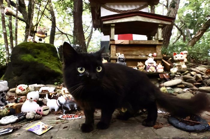 People Can’t Get Enough Of These Pics Capturing Cats Taking Shelter From The Rain Under A Sacred Japanese Cat Shrine People Can’t Get Enough Of These Pics Capturing Cats Taking Shelter From The Rain Under A Sacred Japanese Cat Shrine