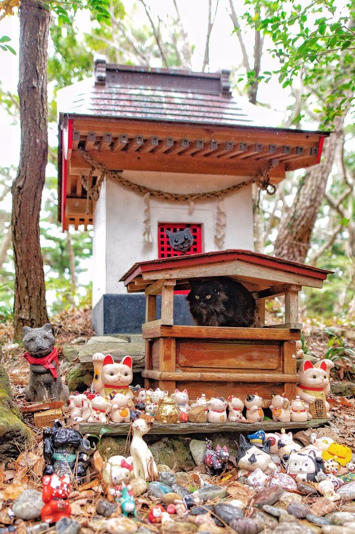 People Can’t Get Enough Of These Pics Capturing Cats Taking Shelter From The Rain Under A Sacred Japanese Cat Shrine People Can’t Get Enough Of These Pics Capturing Cats Taking Shelter From The Rain Under A Sacred Japanese Cat Shrine