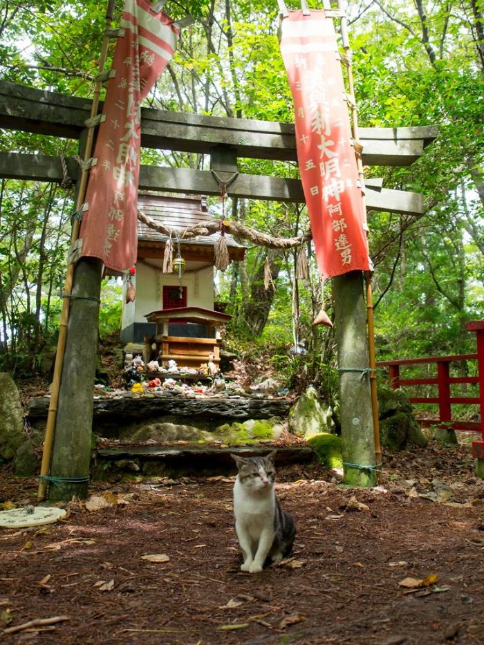People Can’t Get Enough Of These Pics Capturing Cats Taking Shelter From The Rain Under A Sacred Japanese Cat Shrine People Can’t Get Enough Of These Pics Capturing Cats Taking Shelter From The Rain Under A Sacred Japanese Cat Shrine