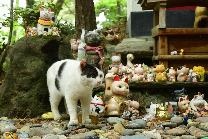 People Can’t Get Enough Of These Pics Capturing Cats Taking Shelter From The Rain Under A Sacred Japanese Cat Shrine People Can’t Get Enough Of These Pics Capturing Cats Taking Shelter From The Rain Under A Sacred Japanese Cat Shrine