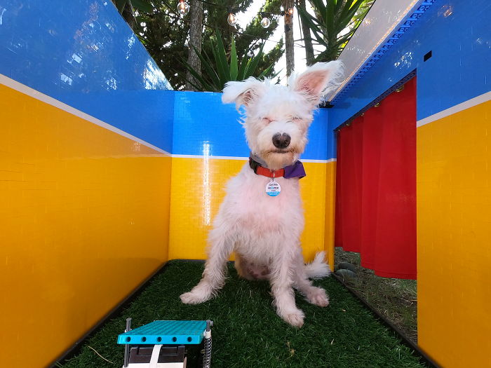 Woman Builds A Photo Booth That Lets Her Dog Take Selfies For Treats, And Over 230K People On Twitter Are Obsessed Woman Builds A Photo Booth That Lets Her Dog Take Selfies For Treats, And Over 230K People On Twitter Are Obsessed