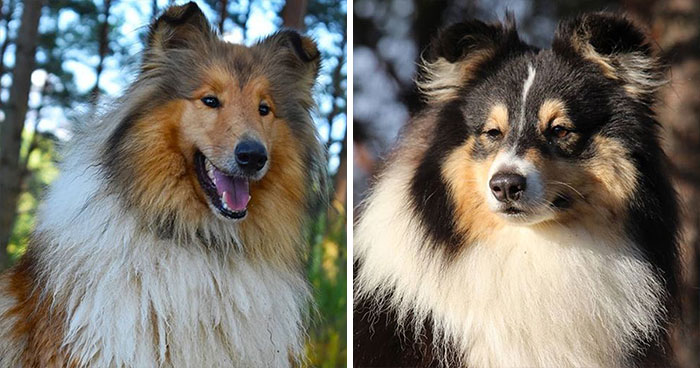 15 Well-Known Dog Breeds People Often Confuse And Their Differences Explained 15 Well-Known Dog Breeds People Often Confuse And Their Differences Explained