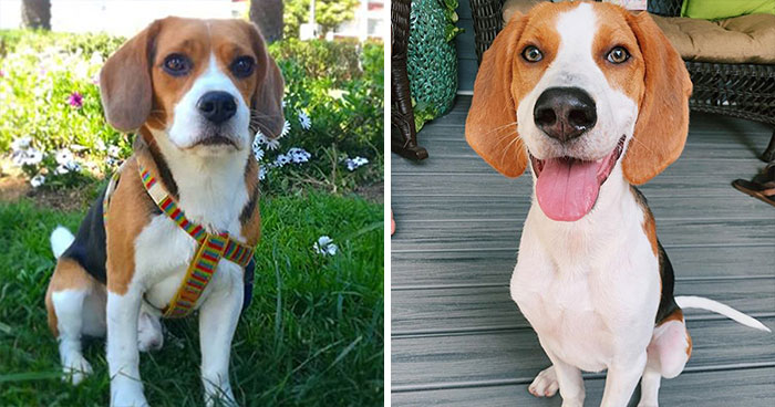 15 Well-Known Dog Breeds People Often Confuse And Their Differences Explained 15 Well-Known Dog Breeds People Often Confuse And Their Differences Explained