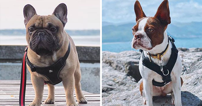 15 Well-Known Dog Breeds People Often Confuse And Their Differences Explained 15 Well-Known Dog Breeds People Often Confuse And Their Differences Explained