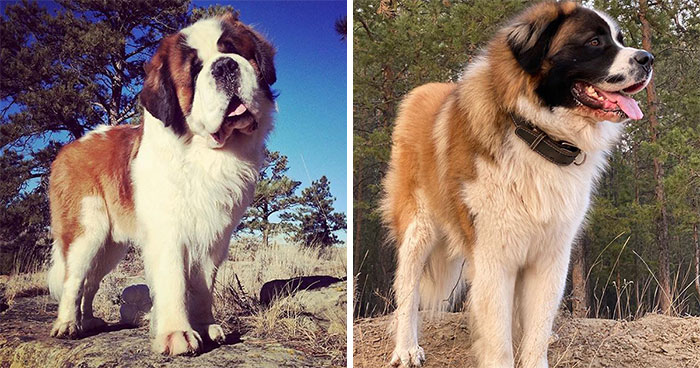 15 Well-Known Dog Breeds People Often Confuse And Their Differences Explained 15 Well-Known Dog Breeds People Often Confuse And Their Differences Explained