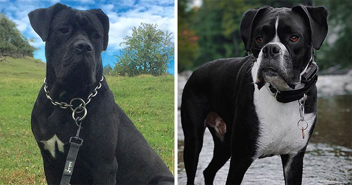 15 Well-Known Dog Breeds People Often Confuse And Their Differences Explained 15 Well-Known Dog Breeds People Often Confuse And Their Differences Explained