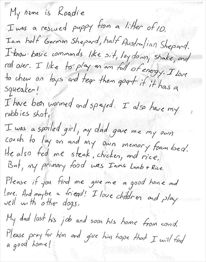 This Dog Was Found With A Heartbreaking Message In A Bottle On Her Collar This Dog Was Found With A Heartbreaking Message In A Bottle On Her Collar