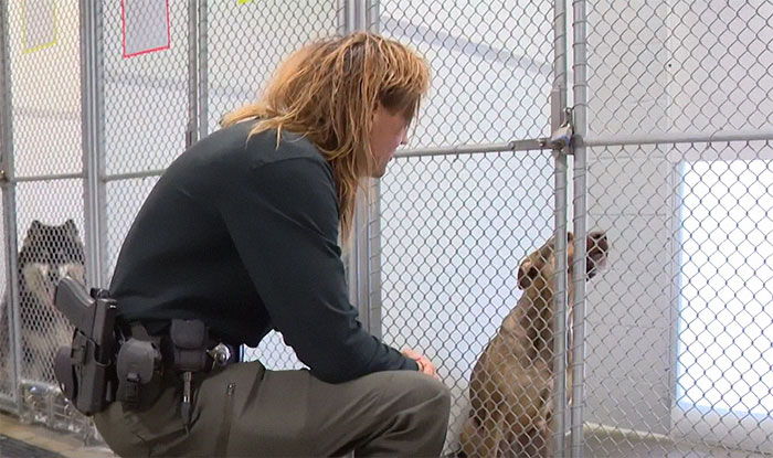 This Dog Was Found With A Heartbreaking Message In A Bottle On Her Collar This Dog Was Found With A Heartbreaking Message In A Bottle On Her Collar
