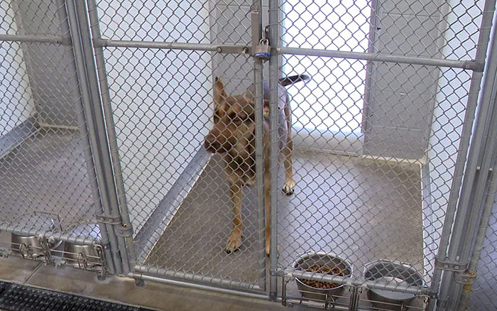 This Dog Was Found With A Heartbreaking Message In A Bottle On Her Collar This Dog Was Found With A Heartbreaking Message In A Bottle On Her Collar