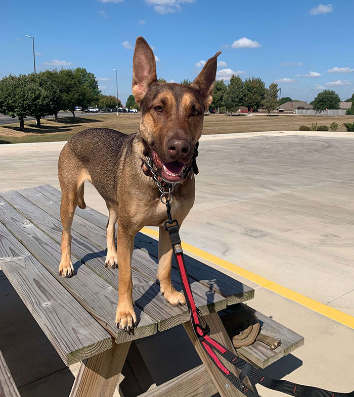 This Dog Was Found With A Heartbreaking Message In A Bottle On Her Collar This Dog Was Found With A Heartbreaking Message In A Bottle On Her Collar