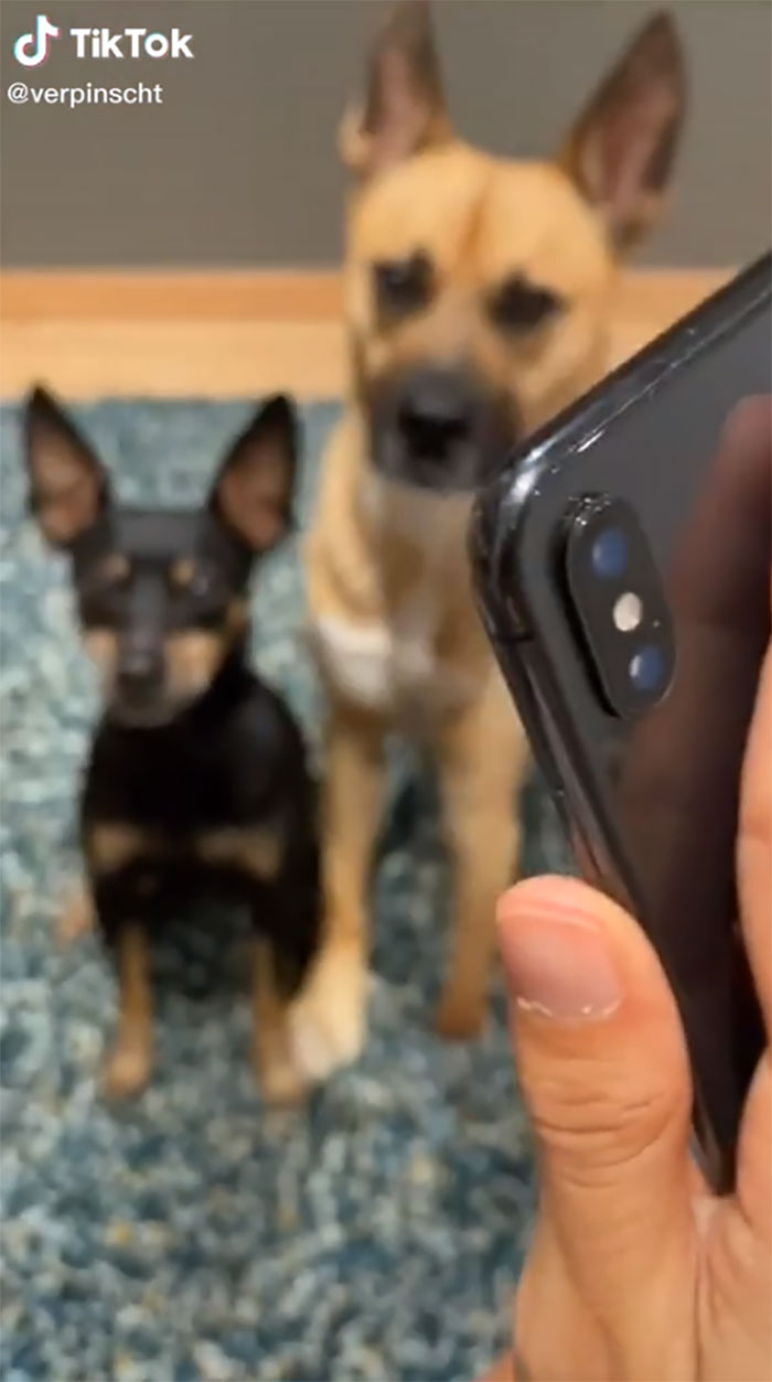 Videos Of Owner Showing Dogs A Photo And Them ‘Recreating It’ Go Viral Videos Of Owner Showing Dogs A Photo And Them ‘Recreating It’ Go Viral