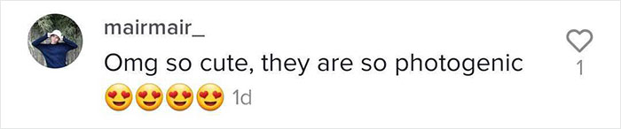 Videos Of Owner Showing Dogs A Photo And Them ‘Recreating It’ Go Viral Videos Of Owner Showing Dogs A Photo And Them ‘Recreating It’ Go Viral