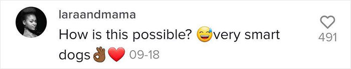 Videos Of Owner Showing Dogs A Photo And Them ‘Recreating It’ Go Viral Videos Of Owner Showing Dogs A Photo And Them ‘Recreating It’ Go Viral