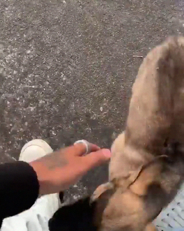 Woman Throws A Puppy At A Man, He Refuses To Give It Back And Shares How Happy The Doggy Is Now
