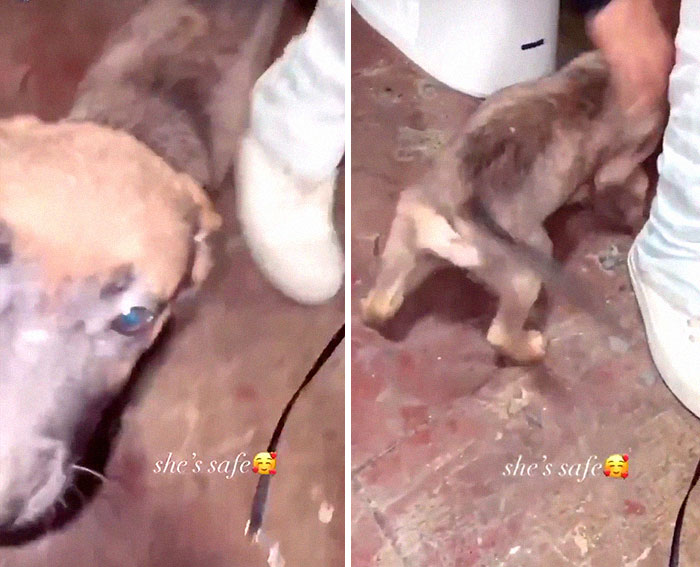 Woman Throws A Puppy At A Man, He Refuses To Give It Back And Shares How Happy The Doggy Is Now