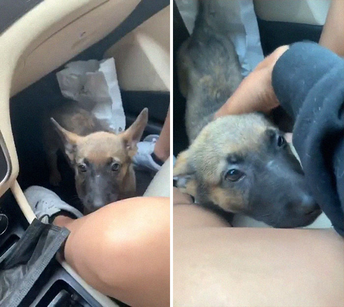 Woman Throws A Puppy At A Man, He Refuses To Give It Back And Shares How Happy The Doggy Is Now