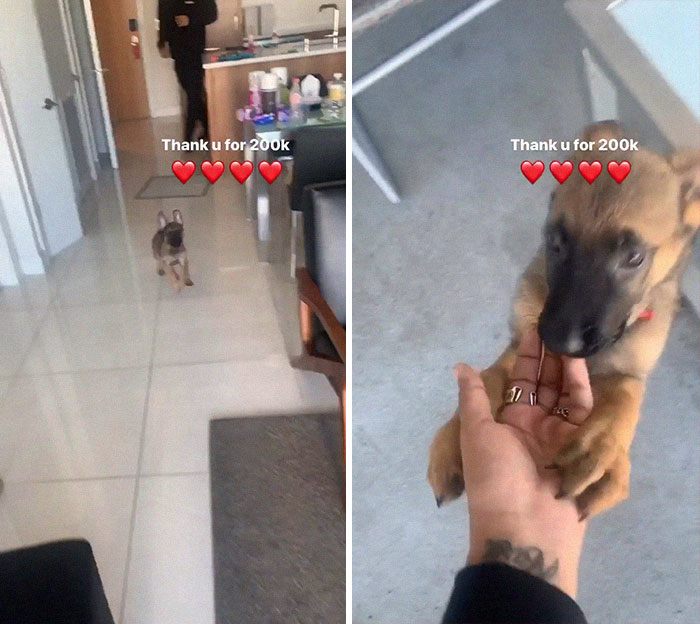 Woman Throws A Puppy At A Man, He Refuses To Give It Back And Shares How Happy The Doggy Is Now