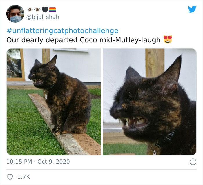 The ‘Unflattering Cat Photo Challenge’ Is Trending And It’s Hilarious How Unphotogenic These Cats Are The ‘Unflattering Cat Photo Challenge’ Is Trending And It’s Hilarious How Unphotogenic These Cats Are