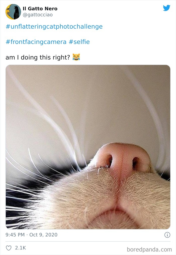 The ‘Unflattering Cat Photo Challenge’ Is Trending And It’s Hilarious How Unphotogenic These Cats Are The ‘Unflattering Cat Photo Challenge’ Is Trending And It’s Hilarious How Unphotogenic These Cats Are