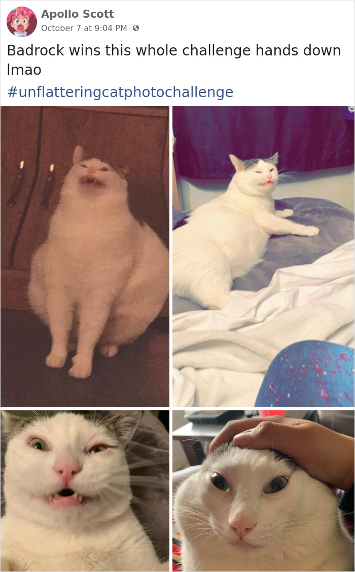 The ‘Unflattering Cat Photo Challenge’ Is Trending And It’s Hilarious How Unphotogenic These Cats Are The ‘Unflattering Cat Photo Challenge’ Is Trending And It’s Hilarious How Unphotogenic These Cats Are