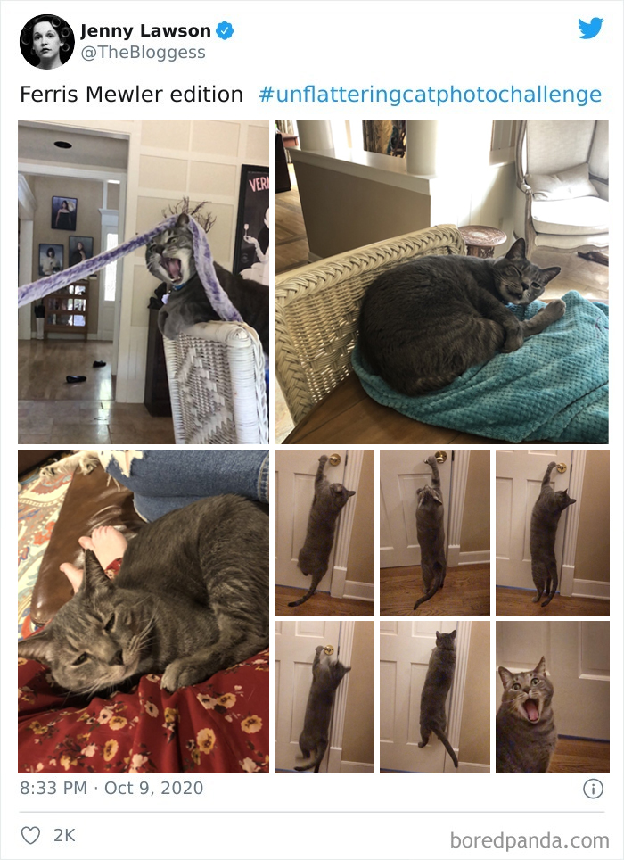 The ‘Unflattering Cat Photo Challenge’ Is Trending And It’s Hilarious How Unphotogenic These Cats Are The ‘Unflattering Cat Photo Challenge’ Is Trending And It’s Hilarious How Unphotogenic These Cats Are