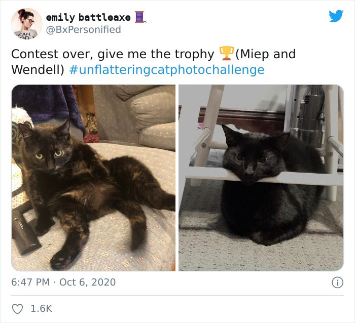 The ‘Unflattering Cat Photo Challenge’ Is Trending And It’s Hilarious How Unphotogenic These Cats Are The ‘Unflattering Cat Photo Challenge’ Is Trending And It’s Hilarious How Unphotogenic These Cats Are
