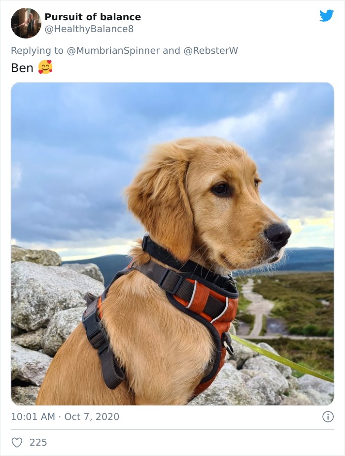 Woman On Twitter Asks What People’s Dogs’ Dating Profile Pics Would Be, 30 People Share Photos Woman On Twitter Asks What People’s Dogs’ Dating Profile Pics Would Be, 30 People Share Photos