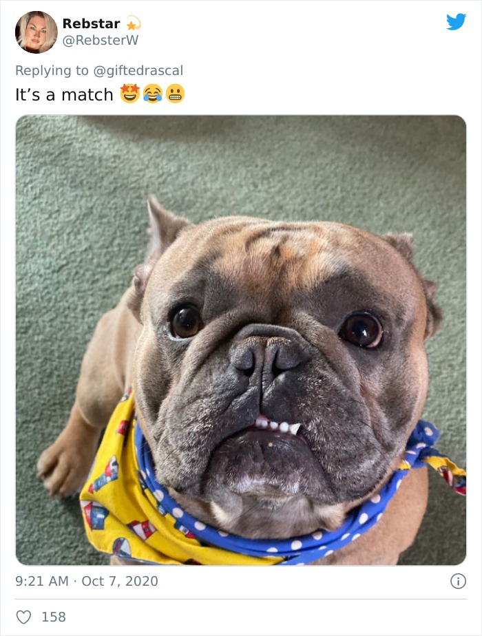 Woman On Twitter Asks What People’s Dogs’ Dating Profile Pics Would Be, 30 People Share Photos Woman On Twitter Asks What People’s Dogs’ Dating Profile Pics Would Be, 30 People Share Photos