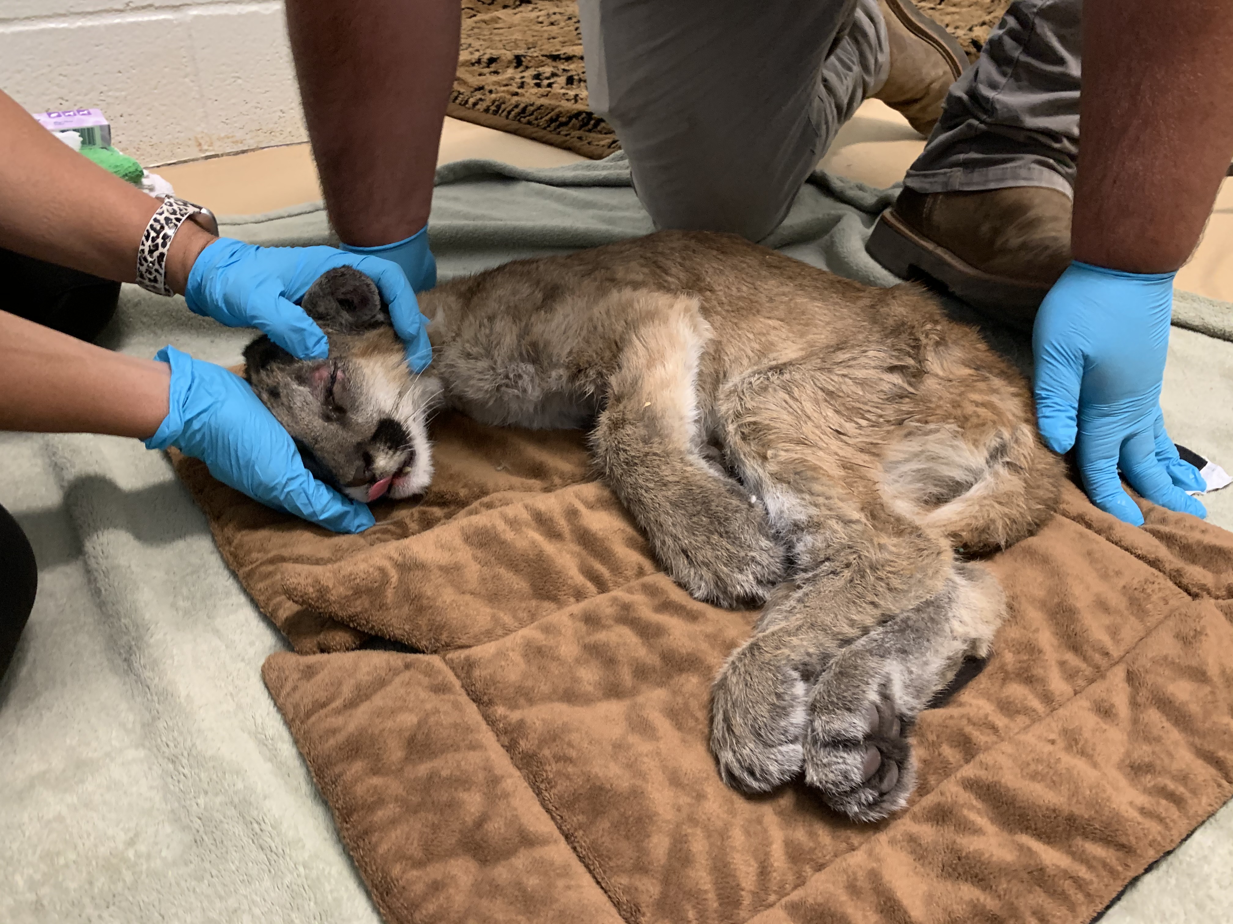 After Being Found Starving And Severely Dehydrated, 14-Week-Old Mountain Lion Cub Doubles Her Weight And Is Now Thriving After Being Found Starving And Severely Dehydrated, 14-Week-Old Mountain Lion Cub Doubles Her Weight And Is Now Thriving