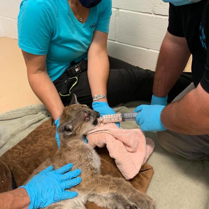 After Being Found Starving And Severely Dehydrated, 14-Week-Old Mountain Lion Cub Doubles Her Weight And Is Now Thriving After Being Found Starving And Severely Dehydrated, 14-Week-Old Mountain Lion Cub Doubles Her Weight And Is Now Thriving