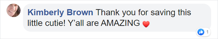 After Being Found Starving And Severely Dehydrated, 14-Week-Old Mountain Lion Cub Doubles Her Weight And Is Now Thriving After Being Found Starving And Severely Dehydrated, 14-Week-Old Mountain Lion Cub Doubles Her Weight And Is Now Thriving