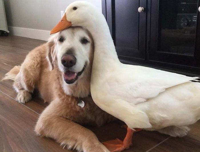 If You Think The World Is Terrible, These 50 Animal Friendships Might Change Your Mind If You Think The World Is Terrible, These 50 Animal Friendships Might Change Your Mind