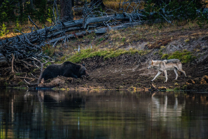 Photographer Captures A Once In A Lifetime Moment Of A Grizzly And Wolf Encounter Photographer Captures A Once In A Lifetime Moment Of A Grizzly And Wolf Encounter