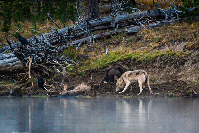 Photographer Captures A Once In A Lifetime Moment Of A Grizzly And Wolf Encounter Photographer Captures A Once In A Lifetime Moment Of A Grizzly And Wolf Encounter