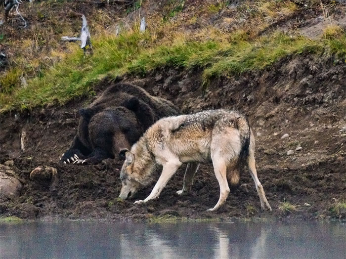 Photographer Captures A Once In A Lifetime Moment Of A Grizzly And Wolf Encounter Photographer Captures A Once In A Lifetime Moment Of A Grizzly And Wolf Encounter