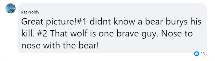 Photographer Captures A Once In A Lifetime Moment Of A Grizzly And Wolf Encounter Photographer Captures A Once In A Lifetime Moment Of A Grizzly And Wolf Encounter