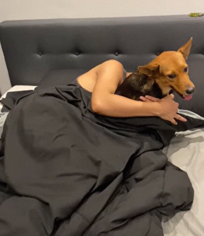 Hungover Guy Wakes Up With A Strange Dog In His Bed, Learns He Adopted Her Last Night Hungover Guy Wakes Up With A Strange Dog In His Bed, Learns He Adopted Her Last Night