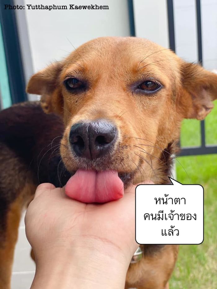 Hungover Guy Wakes Up With A Strange Dog In His Bed, Learns He Adopted Her Last Night Hungover Guy Wakes Up With A Strange Dog In His Bed, Learns He Adopted Her Last Night