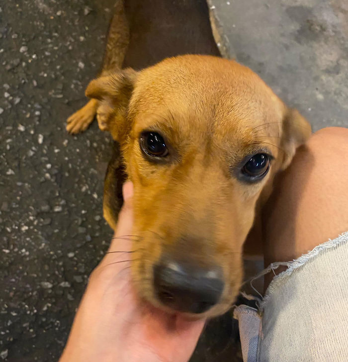 Hungover Guy Wakes Up With A Strange Dog In His Bed, Learns He Adopted Her Last Night Hungover Guy Wakes Up With A Strange Dog In His Bed, Learns He Adopted Her Last Night