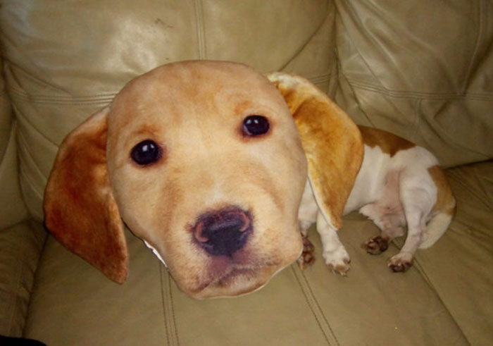 24 Times Pets Unintentionally Sent Their Owners Into Panic Mode 24 Times Pets Unintentionally Sent Their Owners Into Panic Mode