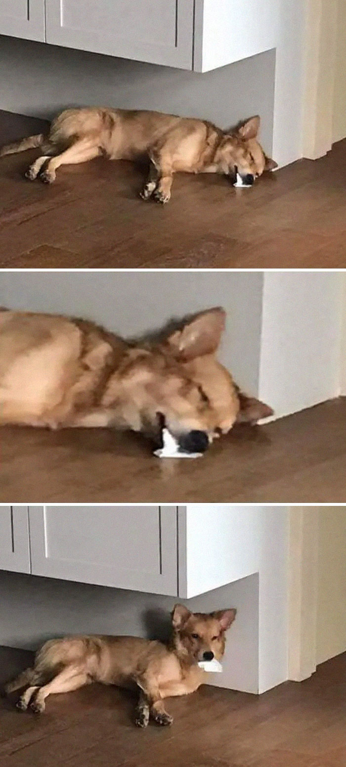 24 Times Pets Unintentionally Sent Their Owners Into Panic Mode 24 Times Pets Unintentionally Sent Their Owners Into Panic Mode