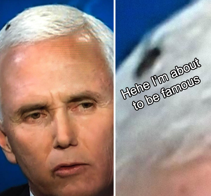 47 Memes That Wouldn’t Exist If The Fly Didn’t Land On Mike Pence’s Head Last Night 47 Memes That Wouldn’t Exist If The Fly Didn’t Land On Mike Pence’s Head Last Night